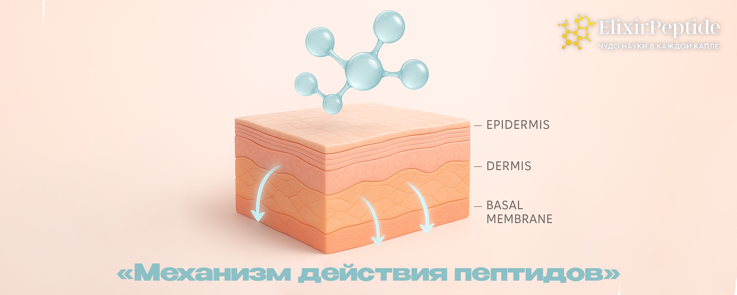 Механизм действия пептидов